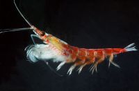 krill, euphausiid, crustacean, antarctic, ocean